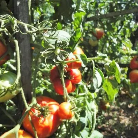 Pansiyon Autour Du Hamac Et Table D'hotes Moltifao