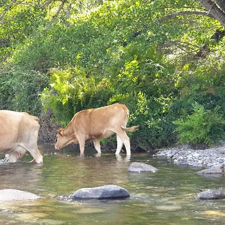 Autour Du Hamac Et Table D'hotes * Moltifao