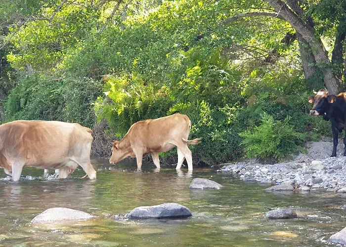 Autour Du Hamac Et Table D'hotes * Moltifao