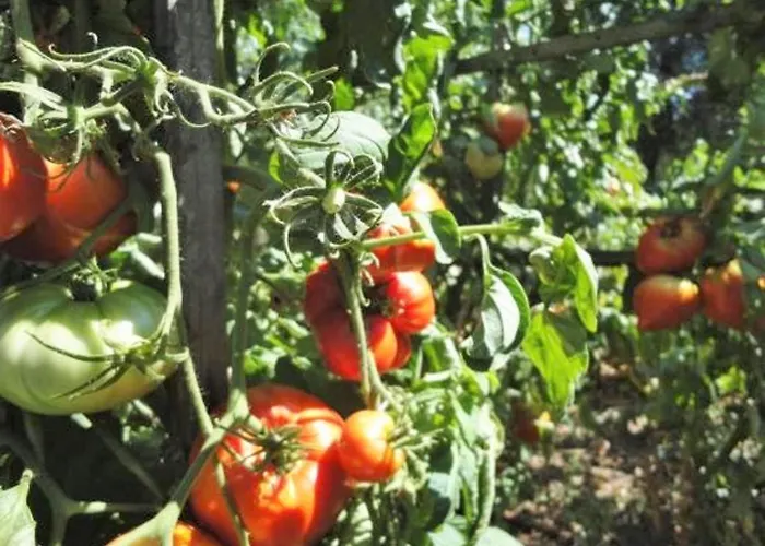 Ubytování v soukromí Autour Du Hamac Et Table D'hotes Moltifao